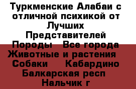 Туркменские Алабаи с отличной психикой от Лучших Представителей Породы - Все города Животные и растения » Собаки   . Кабардино-Балкарская респ.,Нальчик г.